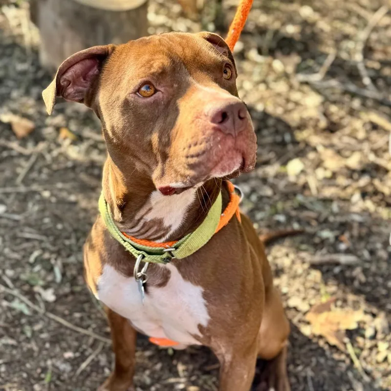 Enzocity Of Industry thumbnail 6