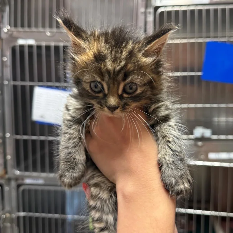 A baby small-sized female Black Domestic Short Hair cat named Josie for adoption in Hamilton, GA