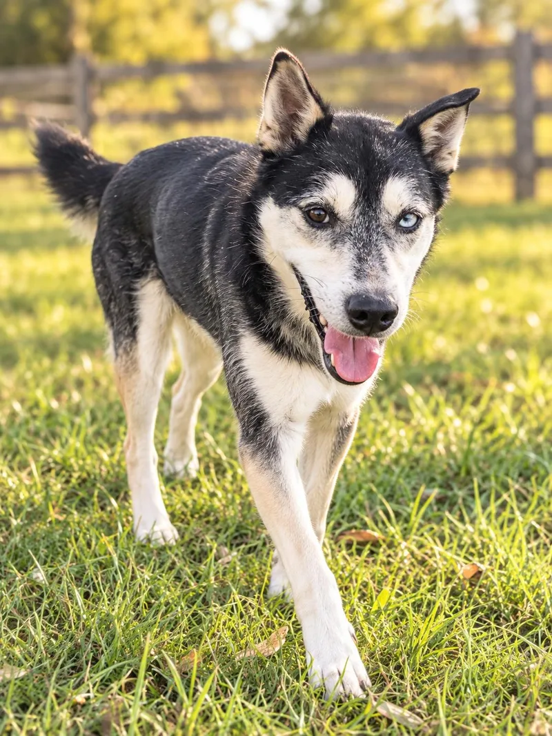 A young medium-sized female Husky dog named Zoey for adoption in Kiln, MS
