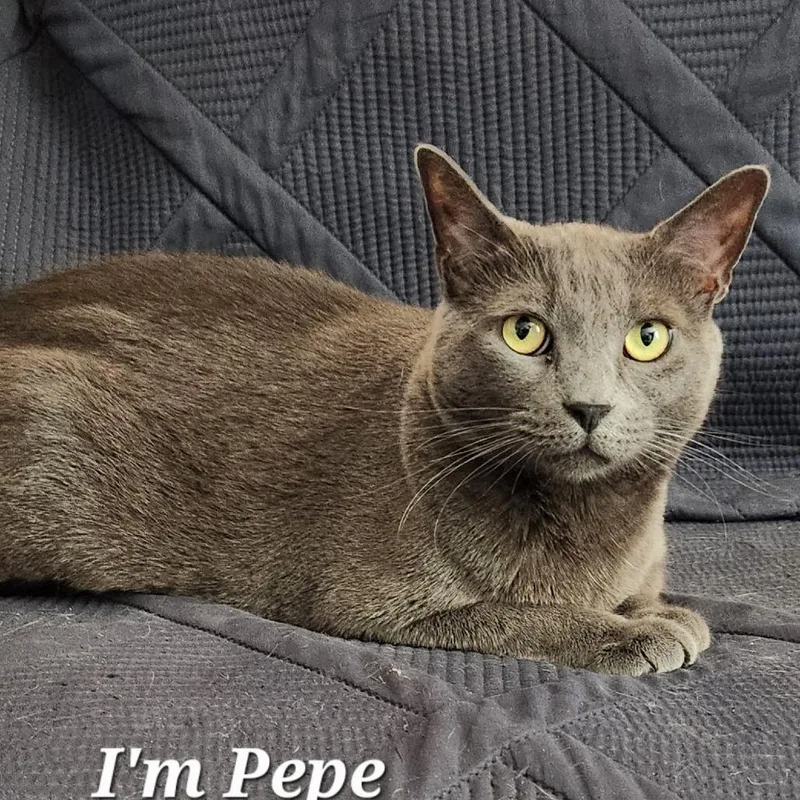 Pepe Le Purr