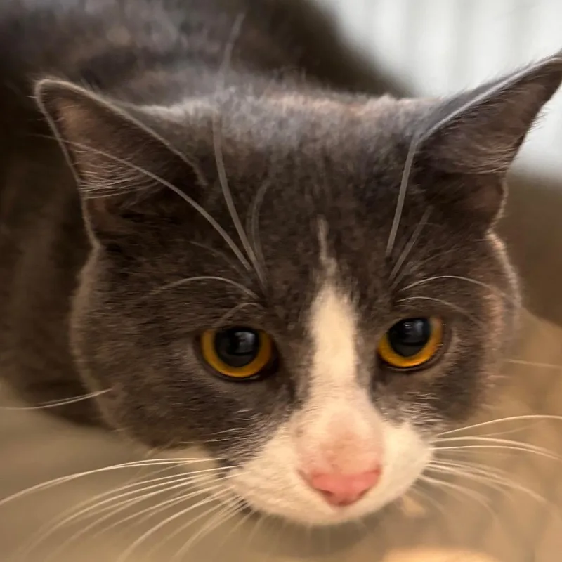 An adult large-sized male Domestic Short Hair cat named Flint for adoption in Allentown, PA