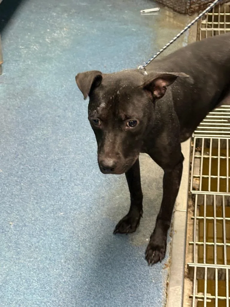 A young medium-sized female Mixed Breed dog named Raisin for adoption in Effingham, SC