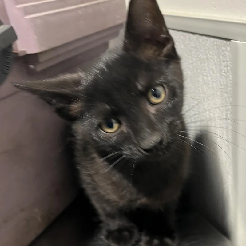 A baby small-sized male Black Domestic Short Hair cat named Nexus for adoption in Tampa, FL