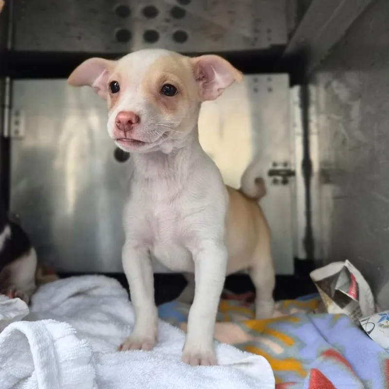A baby small-sized female Yellow / Tan / Blond / Fawn Jack Russell Terrier dog named Sage for adoption in Wahiawa, HI