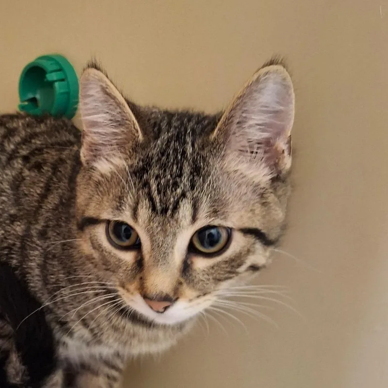 A baby medium-sized male Black Domestic Short Hair cat named Ghost for adoption in Zanesville, OH