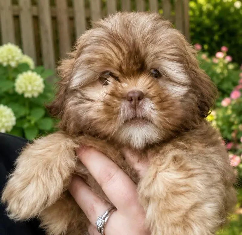 A baby small-sized male Shih Tzu dog named Harry for adoption in Anniston, AL
