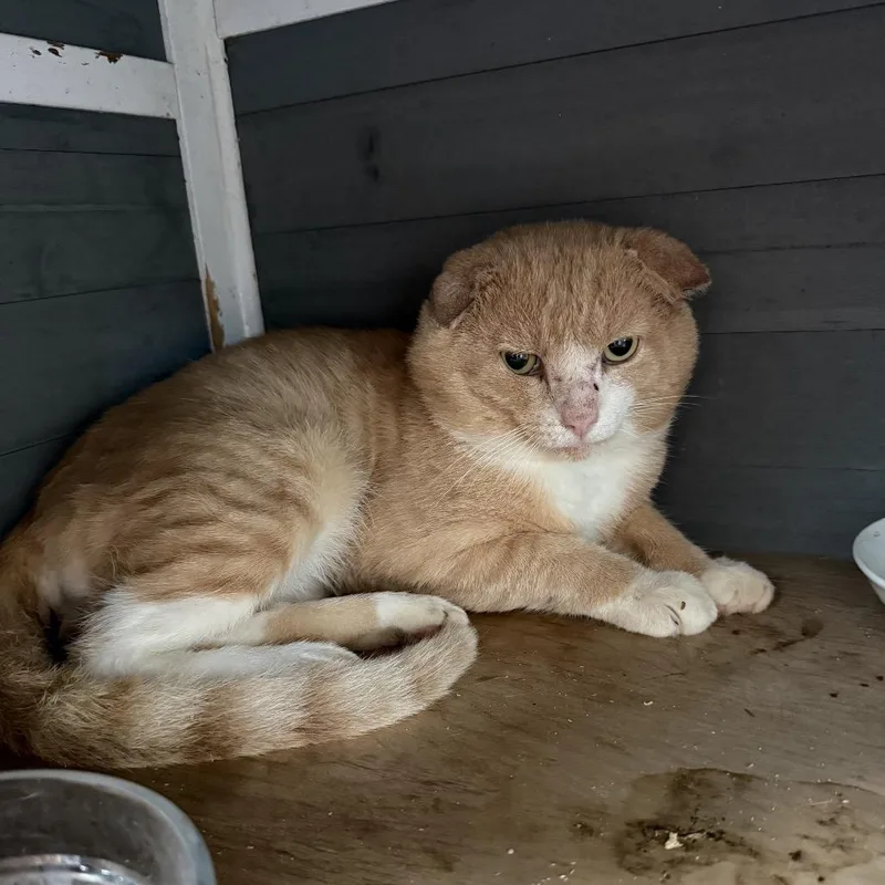 A senior medium-sized male Domestic Short Hair cat named Stewie for adoption in Port Richey, FL