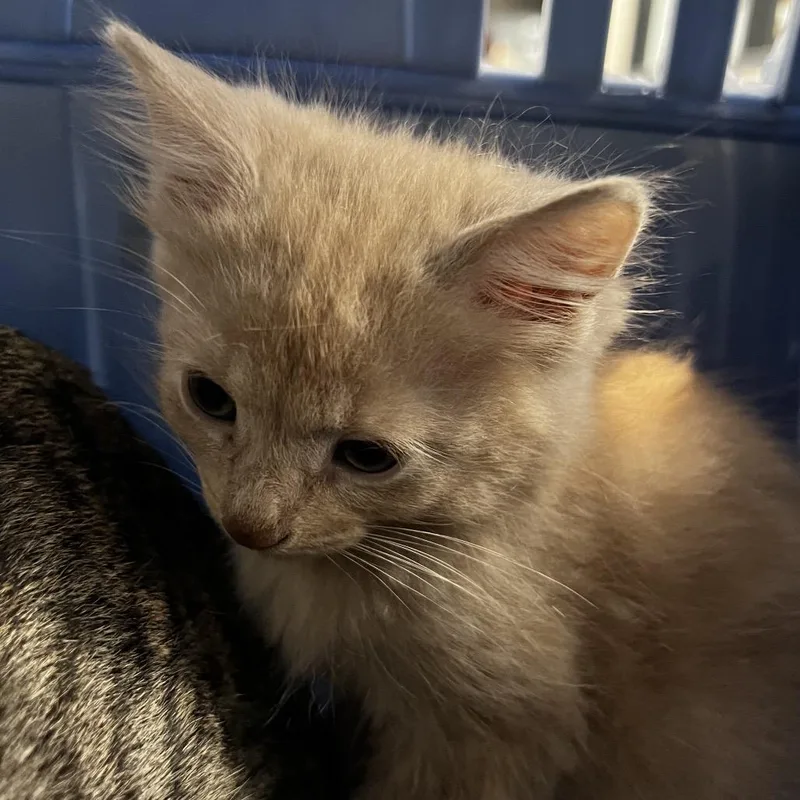 A baby small-sized male Domestic Short Hair cat named Ember for adoption in Allentown, PA