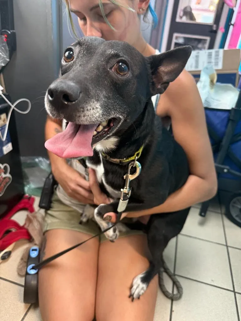 An adult medium-sized male Whippet dog named Socks for adoption in Sebastian, FL