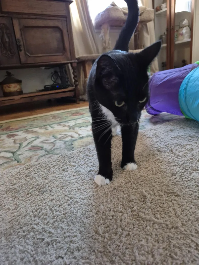 Fernando thumbnail 3