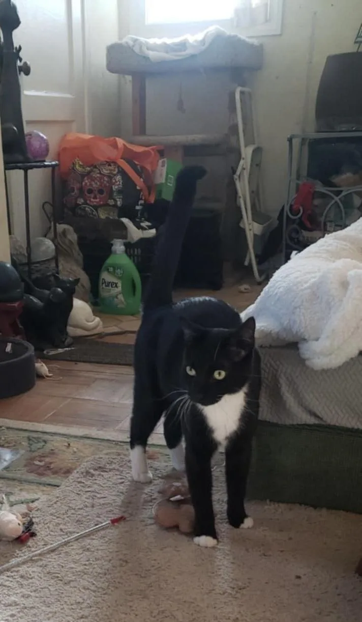 Fernando thumbnail 4