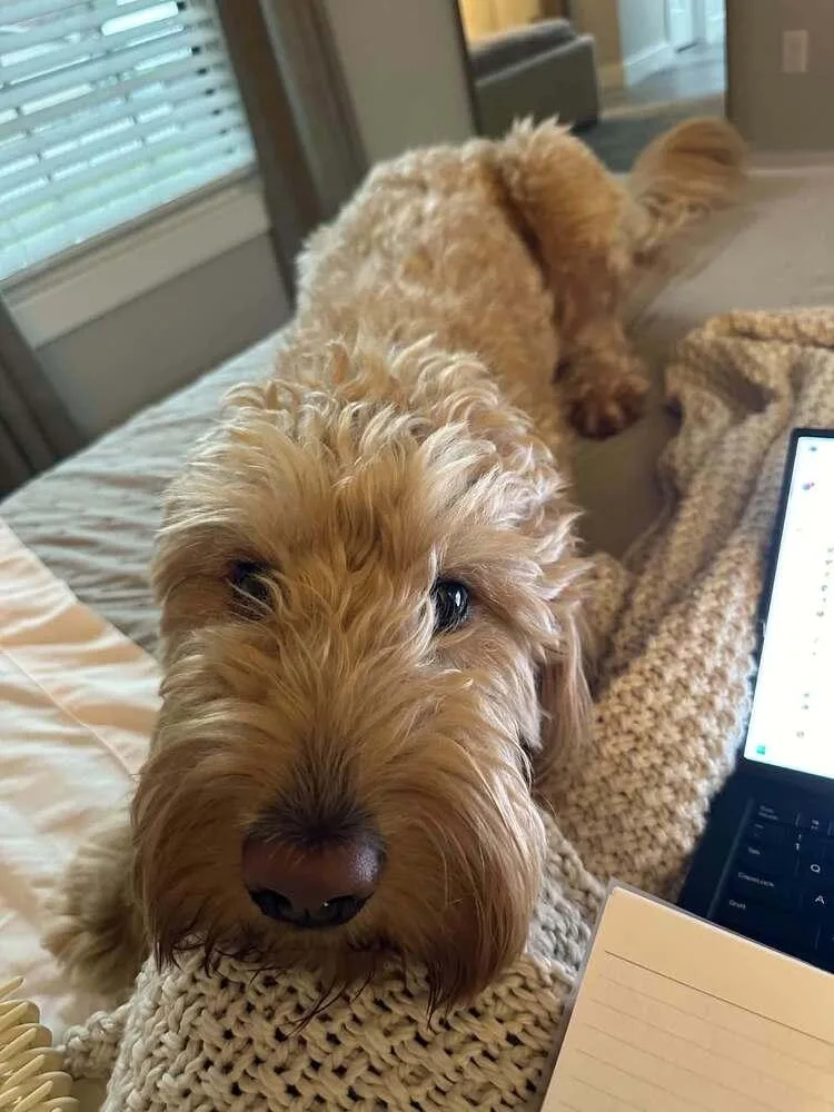 An adult large-sized male Yellow / Tan / Blond / Fawn Labradoodle dog named Jax Doo for adoption in Aurora, IN