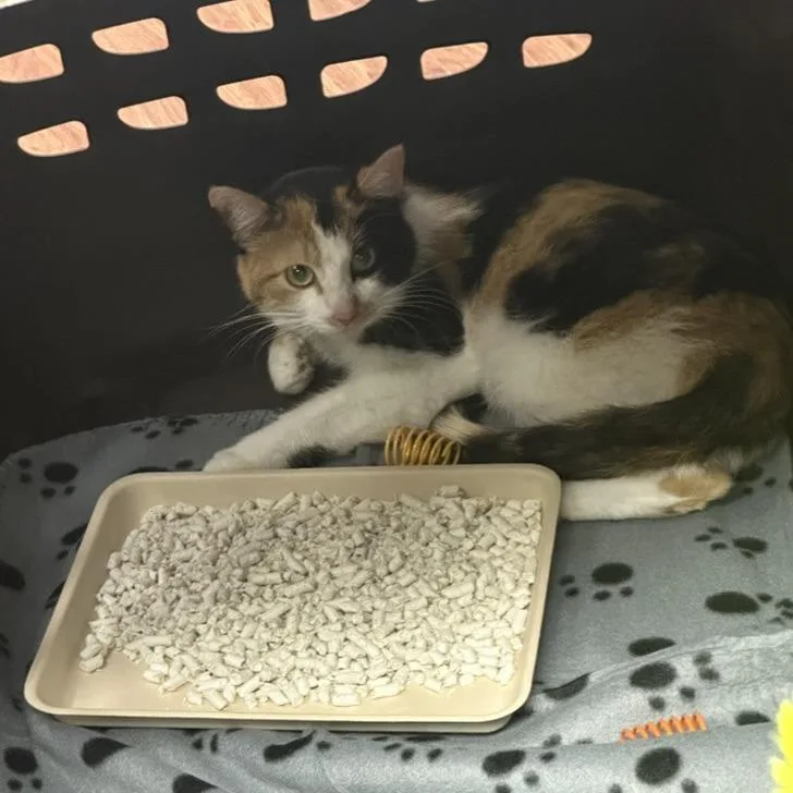 An adult small-sized female Calico Domestic Short Hair cat named Scarlett for adoption in Minneapolis, MN