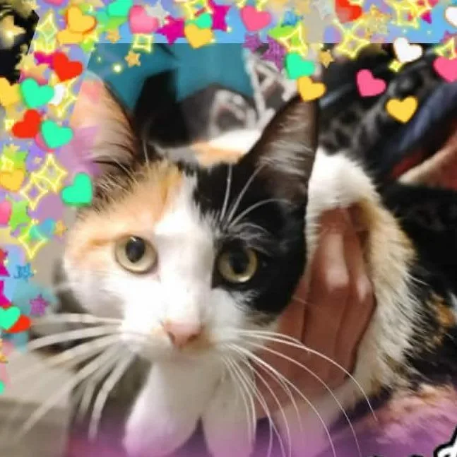 Scarlett thumbnail 2