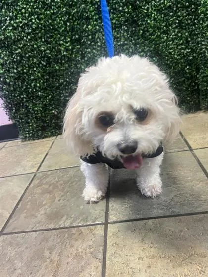 An adult small-sized female White / Cream Miniature Poodle dog named 61404340 for adoption in El Paso, TX