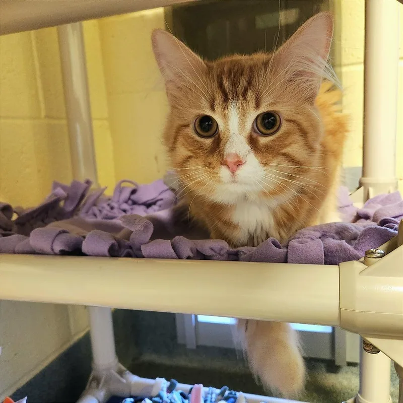 An adult large-sized male Brown / Chocolate Domestic Medium Hair cat named Leo for adoption in Naples, FL