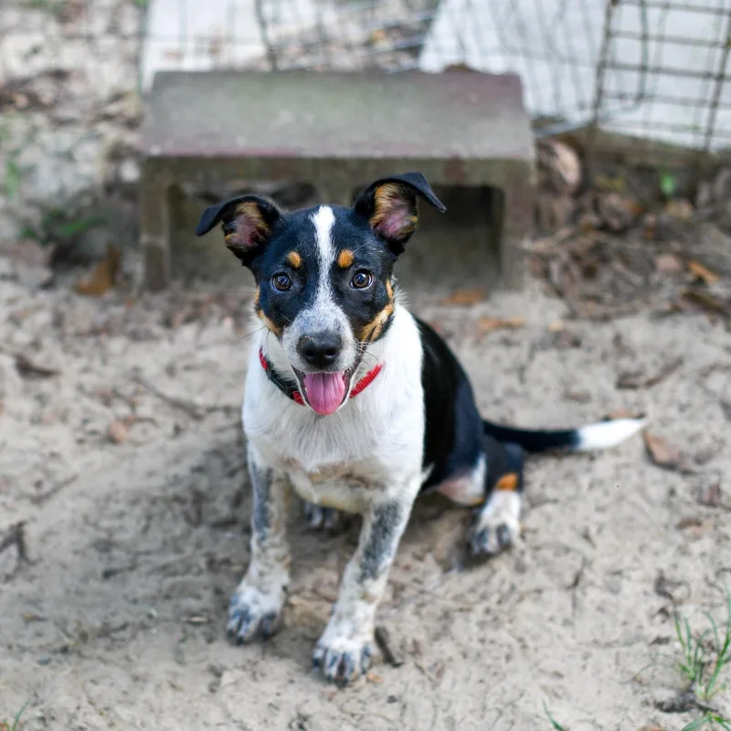 A baby medium-sized female Black Mixed Breed dog named Tessa for adoption in BONIFAY, FL