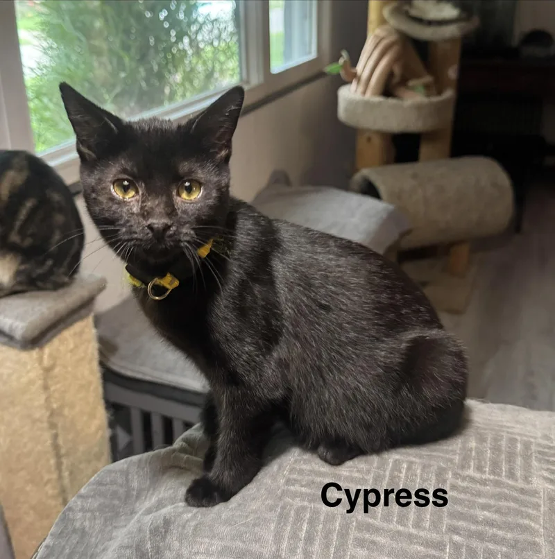 A baby medium-sized male American Shorthair cat named Cypress for adoption in Massillon, OH