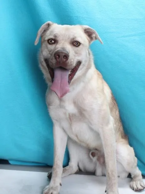 A young large-sized male Pit Bull Terrier dog named Roo for adoption in Burbank, CA