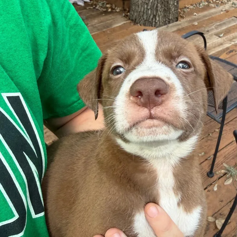A baby small-sized male Brown / Chocolate Pit Bull Terrier dog named Magenta for adoption in Austin, TX