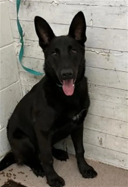 A young small-sized male German Shepherd Dog dog named Sir Licksalot for adoption in San Bernardino, CA