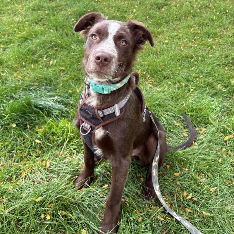 A young medium-sized male Border Collie dog named Humpty for adoption in Fort Collins, CO