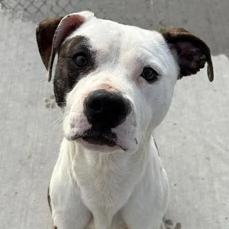 An adult medium-sized male White / Cream Pit Bull Terrier dog named Wagstaff for adoption in Matteson, IL