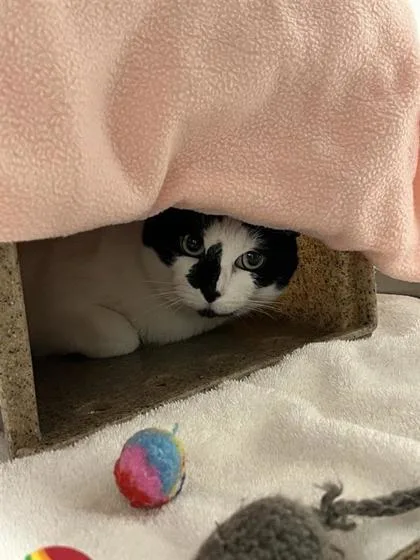 An adult small-sized female Domestic Short Hair cat named Cookie for adoption in Seattle, WA