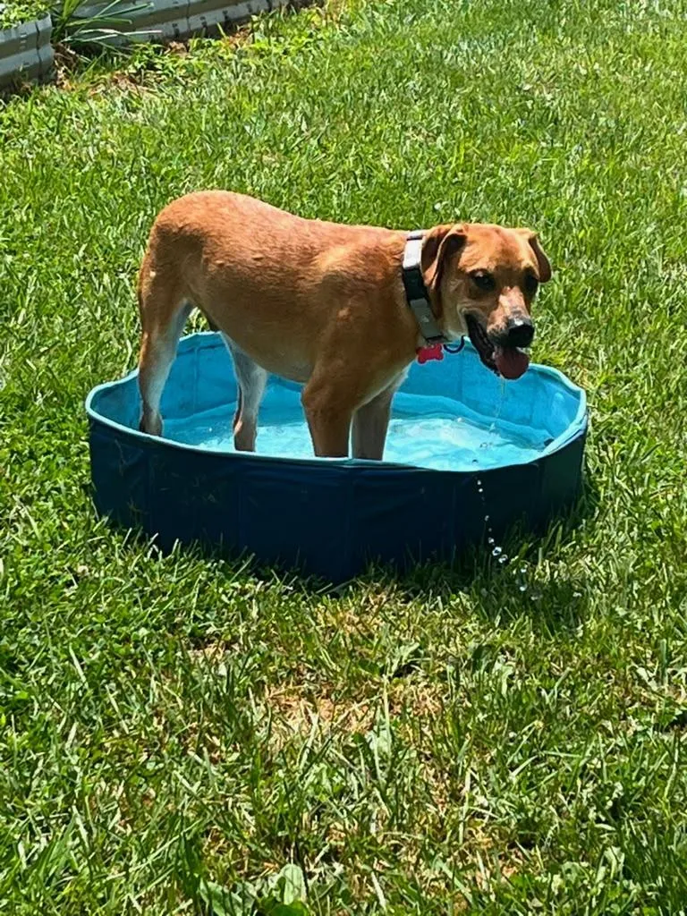 A young medium-sized male Brown / Chocolate Black Mouth Cur dog named Nemo for adoption in Houston, TX
