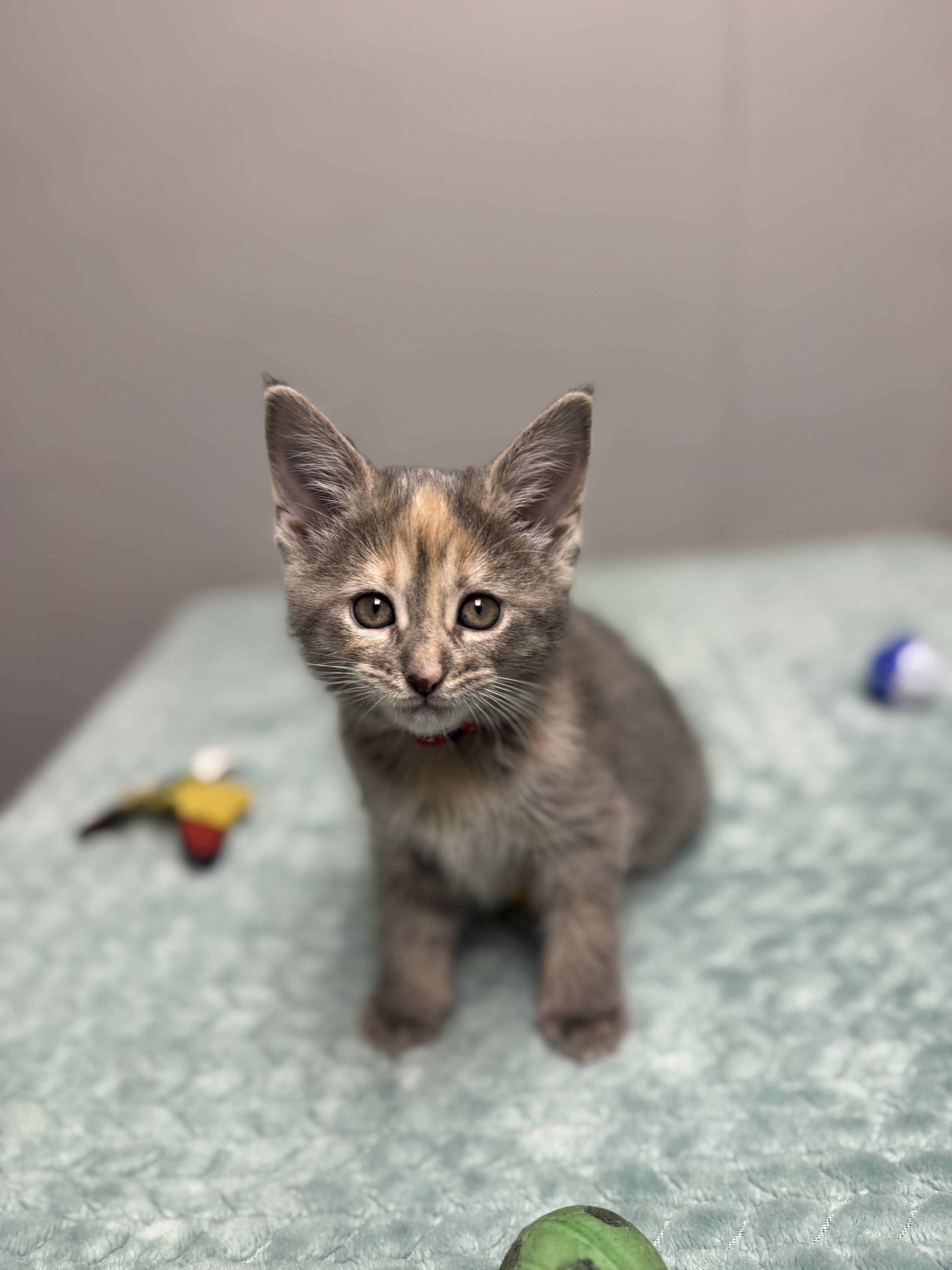 A baby medium-sized female Dilute Tortoiseshell Domestic Short Hair cat named Mouse for adoption in Walker, MI