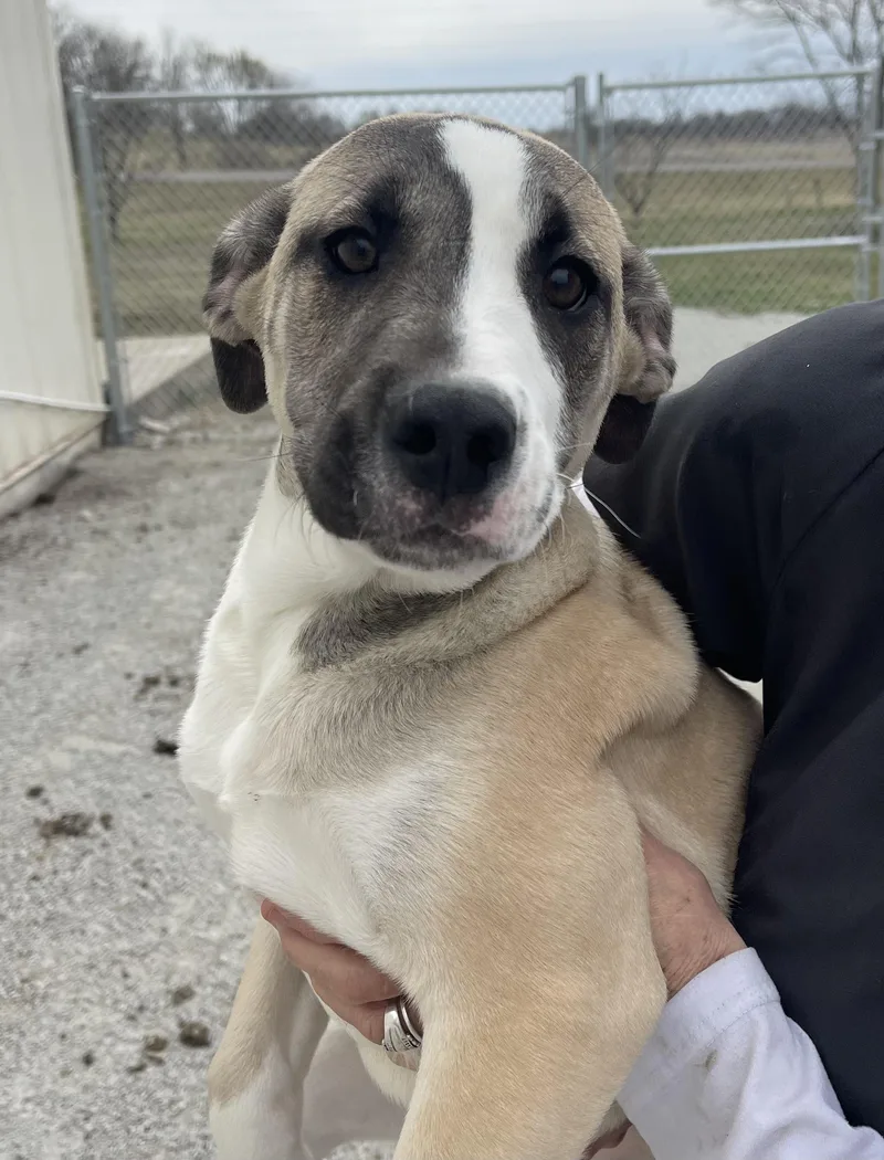 A young medium-sized female White / Cream Labrador Retriever dog named Dove for adoption in Trenton, MO
