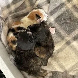 A baby small-sized female Tortoiseshell Domestic Short Hair cat named Amethyst for adoption in Rochester, MN