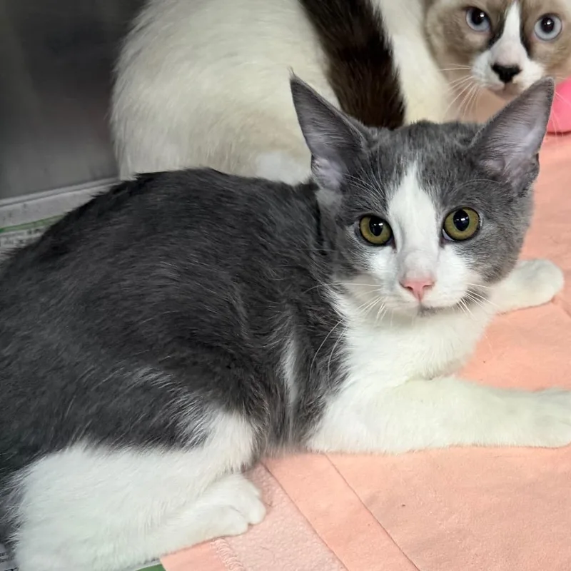 A baby small-sized female Domestic Short Hair cat named Ashlyn for adoption in Belleville, IL