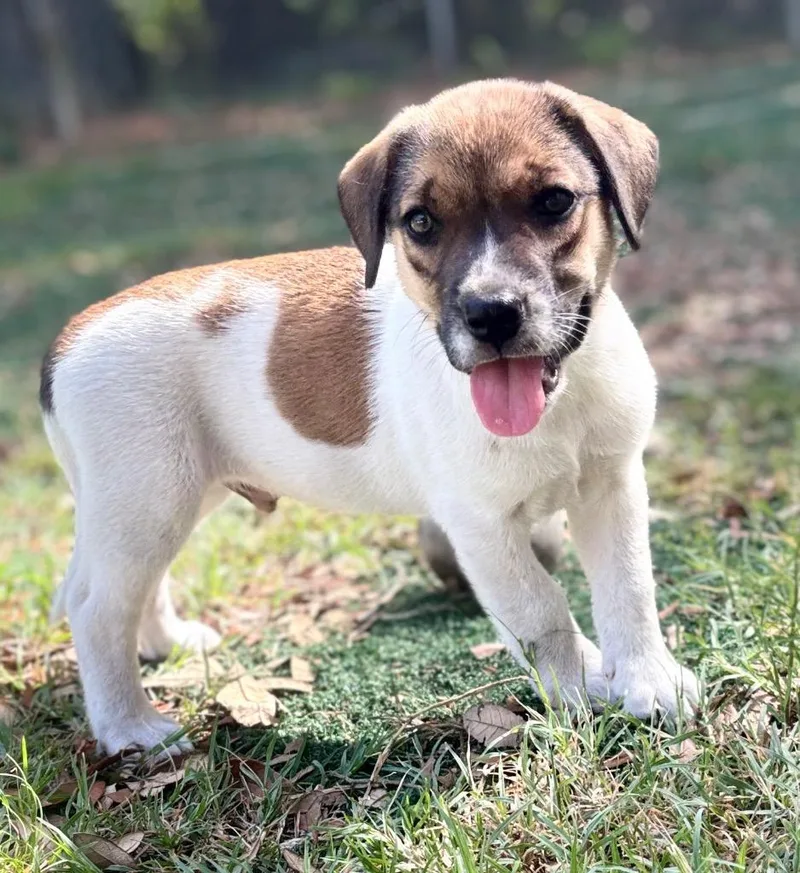 A baby large-sized male Mixed Breed dog named Andy for adoption in St. Augustine, FL