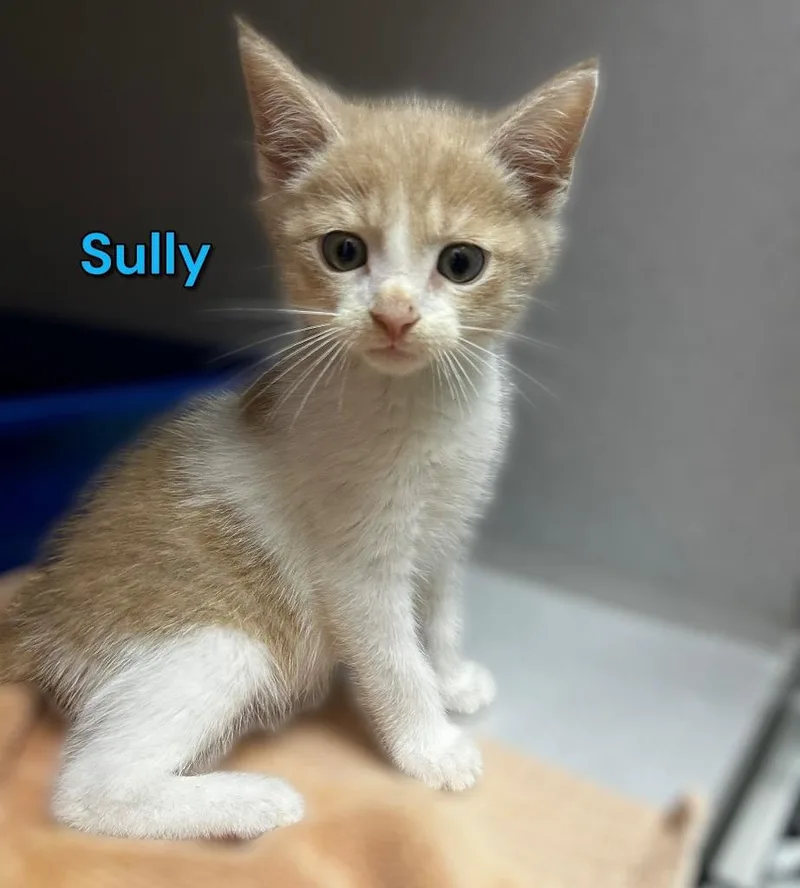 Sully thumbnail 2