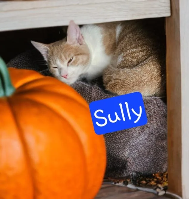 Sully thumbnail 3