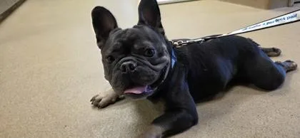 An adult small-sized male French Bulldog dog named Taco Beans for adoption in Farmers Branch, TX