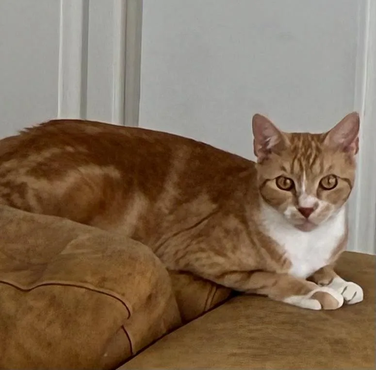 An adult medium-sized female Orange & White Domestic Short Hair cat named Ophelia for adoption in Jacksonville, FL