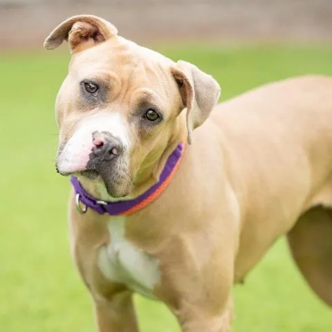A young medium-sized female Pit Bull Terrier dog named Hazel for adoption in Camarillo, CA