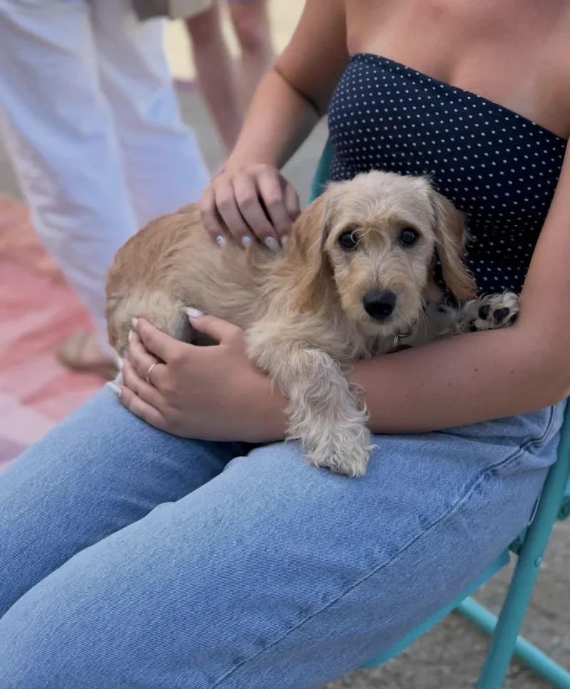 A baby small-sized male Terrier dog named Grunkle for adoption in Pasadena, CA