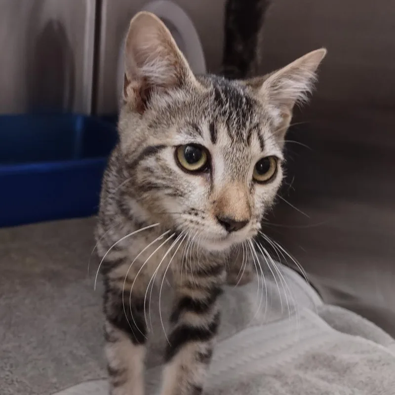 A baby small-sized male Black Domestic Short Hair cat named Meow Meow for adoption in Upland, CA