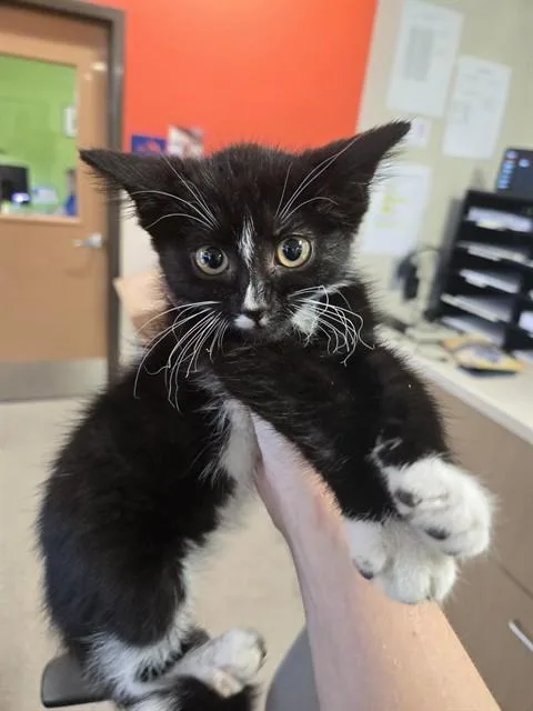 A baby small-sized female Domestic Short Hair cat named Mae for adoption in Louisville, KY