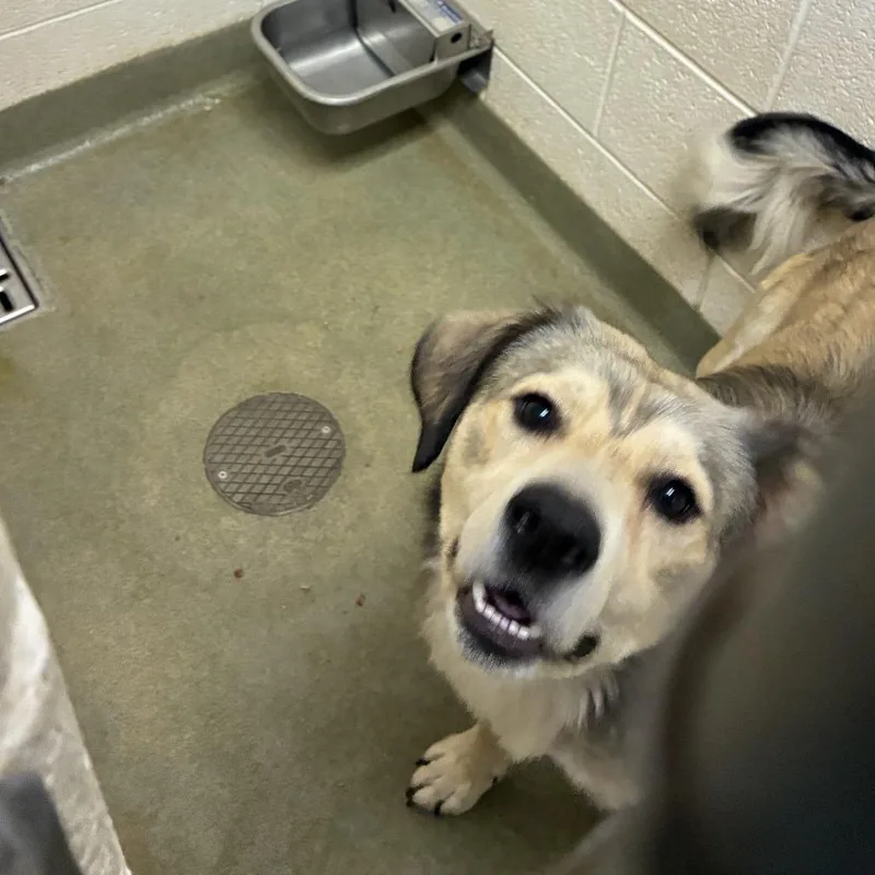 An adult large-sized male Yellow / Tan / Blond / Fawn German Shepherd Dog dog named 72671 for adoption in Harrisonburg, VA