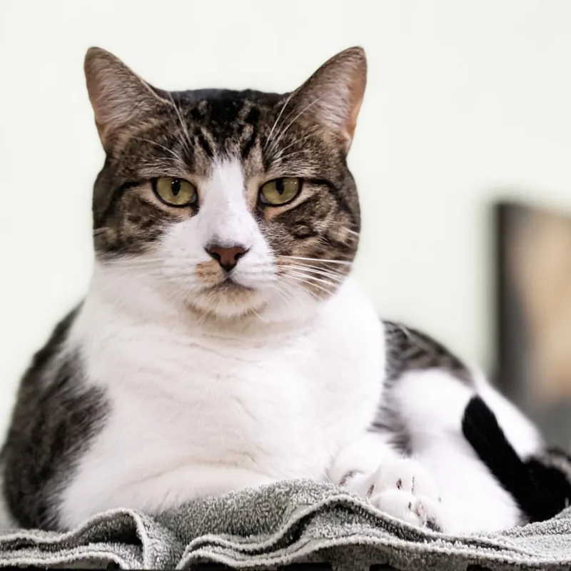 Mr. Boombastic thumbnail 2