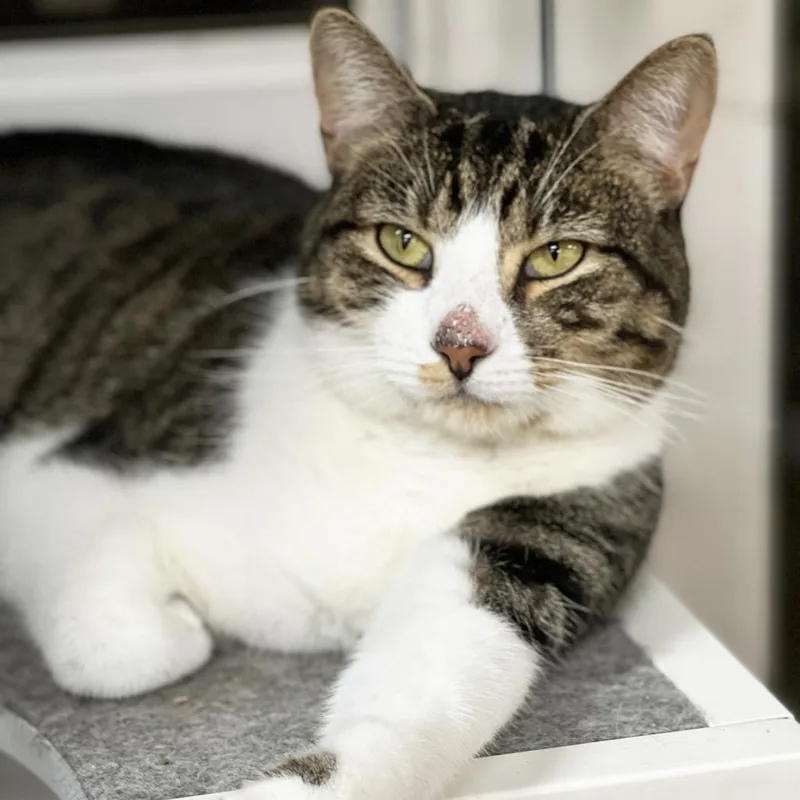 Mr. Boombastic thumbnail 3