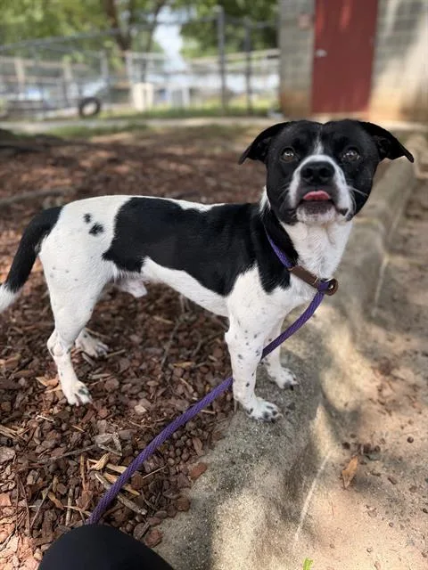 An adult medium-sized male Mixed Breed dog named Newton for adoption in Charlotte, NC