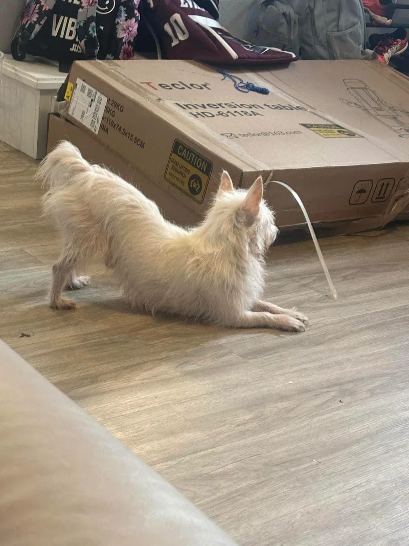 A young small-sized male West Highland White Terrier / Westie dog named Cornelius for adoption in Alexander, AR