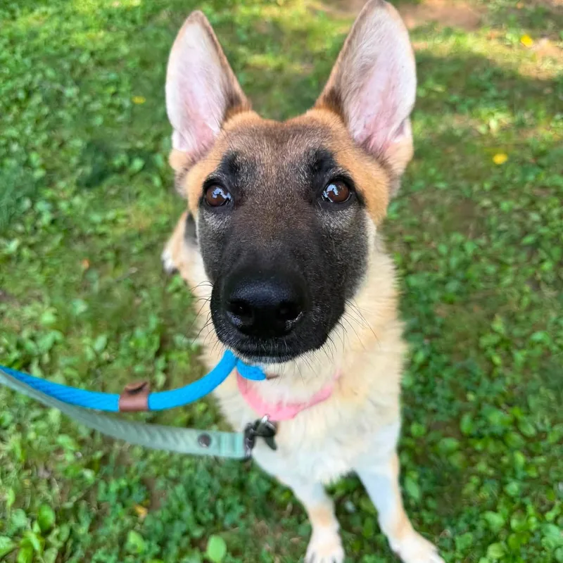 A young medium-sized female Yellow / Tan / Blond / Fawn German Shepherd Dog dog named Cersei for adoption in Phoenixville, PA