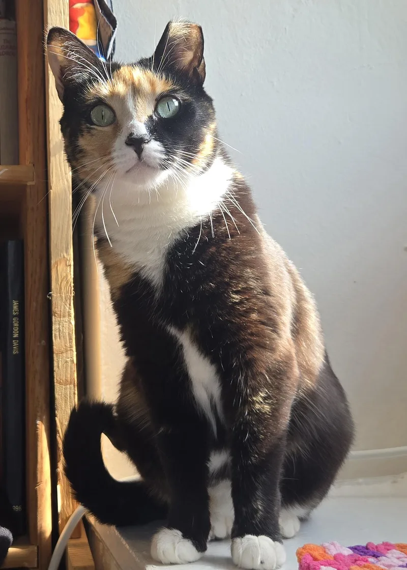 A young medium-sized female Calico Domestic Short Hair cat named Spot Elliot for adoption in Philadelphia, PA