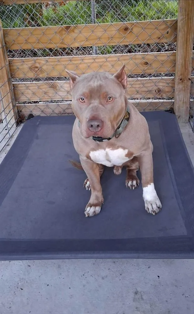 An adult medium-sized male Gray / Blue / Silver American Bulldog dog named Chico for adoption in Lakeland, FL
